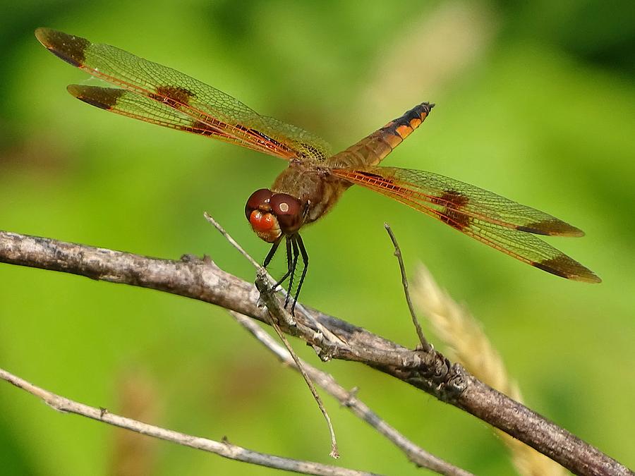 Dragonfly - just hanging on Photograph by Lilia D - Fine Art America