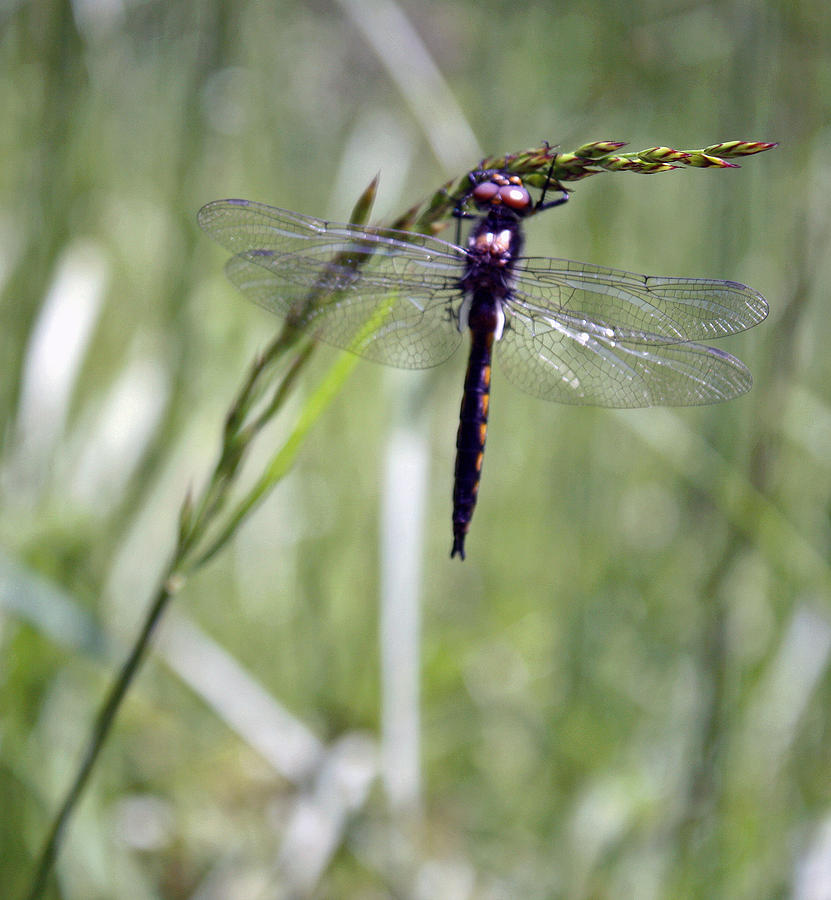 Insects Photograph - Dragonfly by Kami McKeon