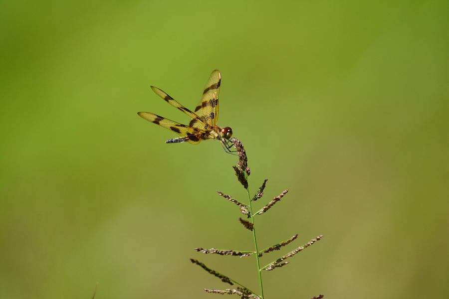 Nature Photograph - Dragonfly by Kari McDonald