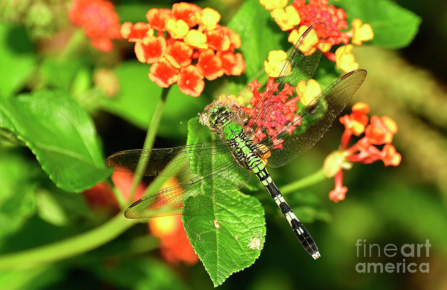 Dragonfly Photograph by Kathy Baccari