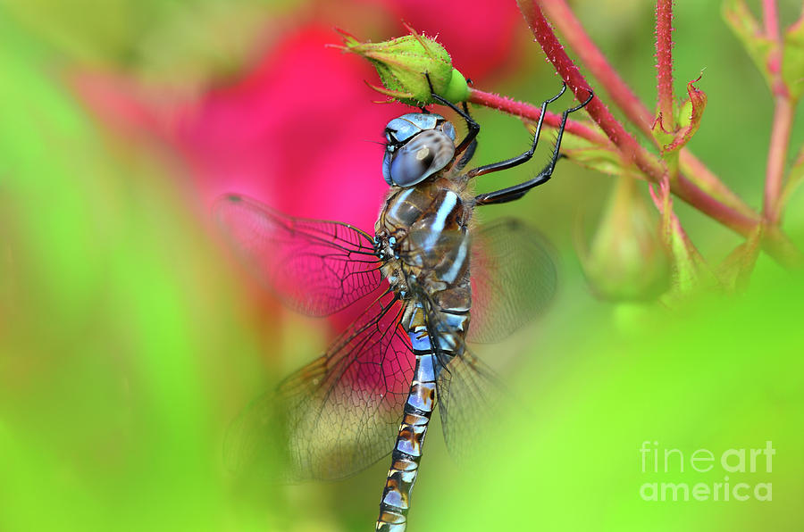 Dragonfly by Katie Joya Dragonfly by Katie Joya
