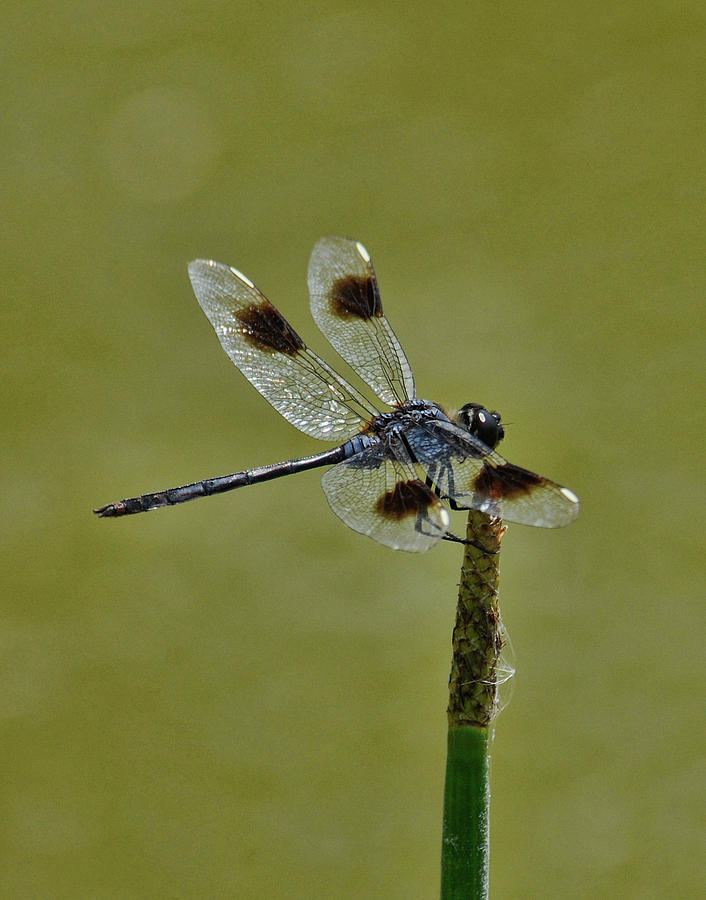 Dragonfly Photograph by Keith Lovejoy