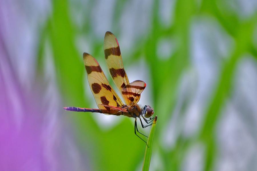Dragonfly Photograph by Kim Bemis