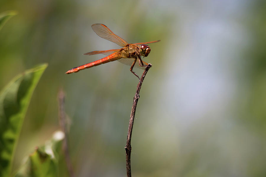 Dragonfly Landed by Debra Martz