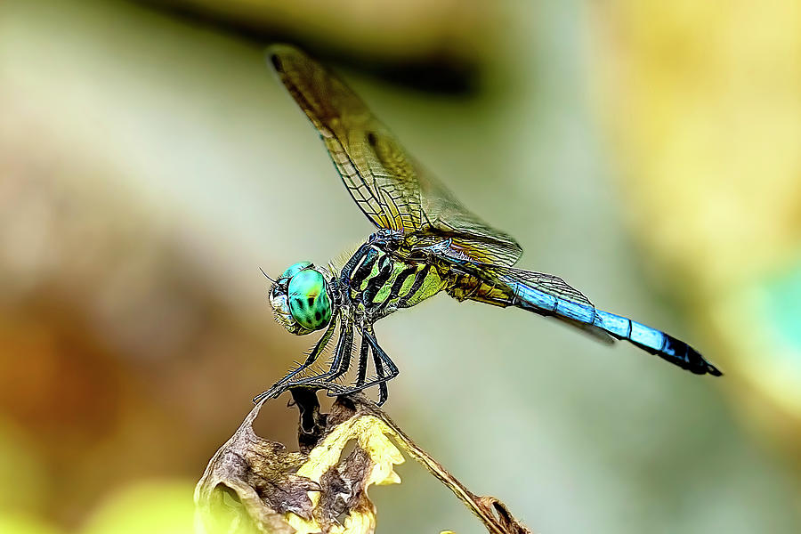 Dragonfly Landing Photograph by Kay Brewer