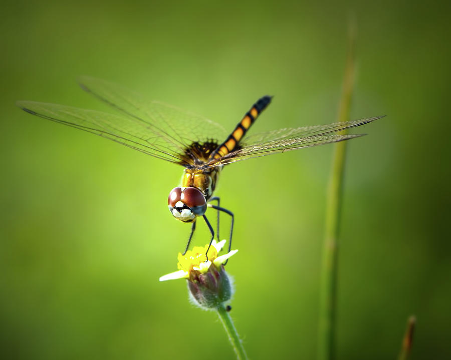 Dragonfly Landing Photograph by Mark Andrew Thomas