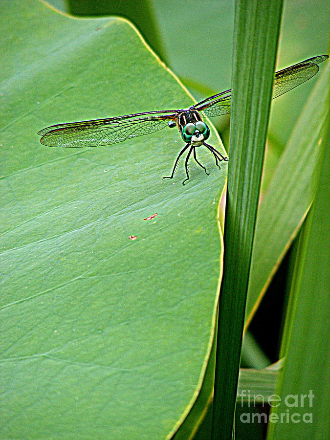 Dragonfly Landing Photograph by Nancy Kane Chapman
