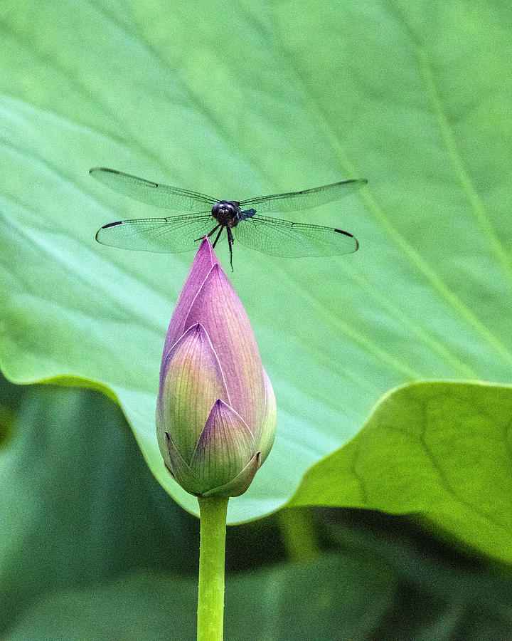 Dragonfly Landing on Lotus Photograph by William Bitman
