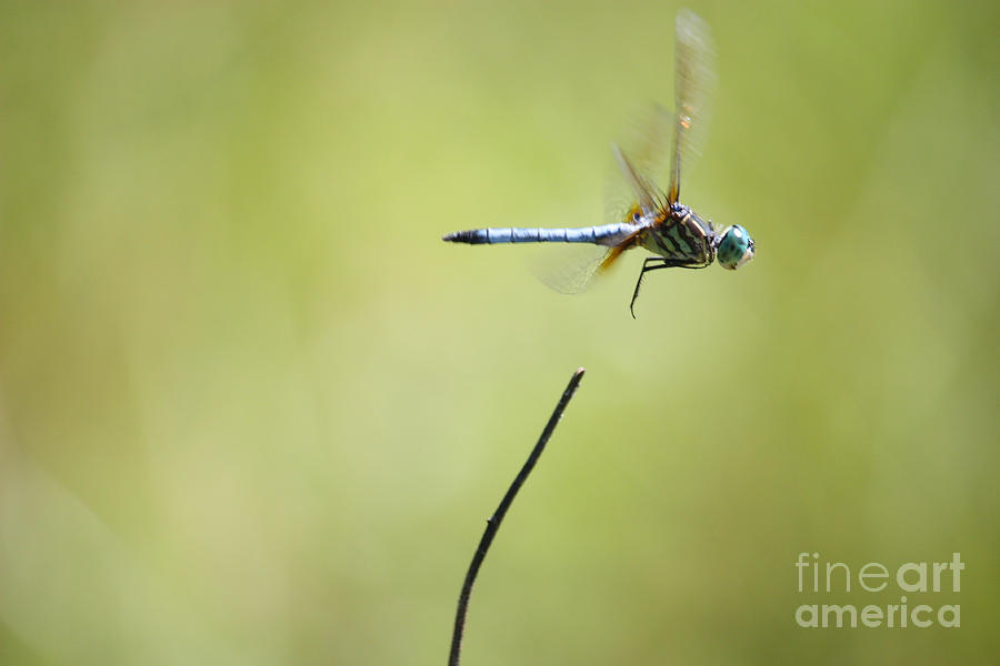 Dragonfly Liftoff Photograph by Carol Groenen