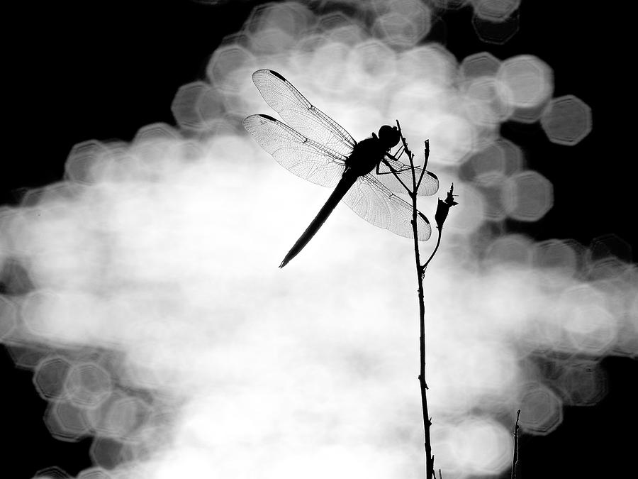 Dragonfly Lit Photograph by Rachel Morrison