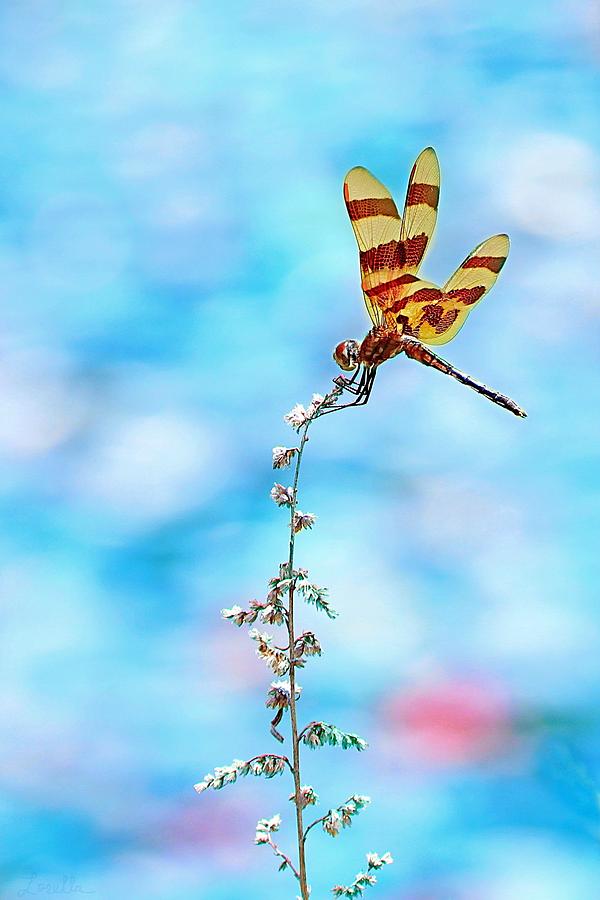 Dragonfly Photograph by Lorella Schoales