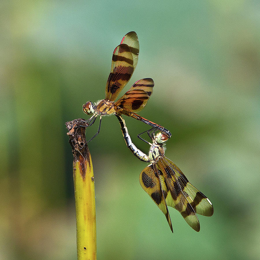 Dragonfly Love Affection Photograph by Janet Chung - Fine Art America