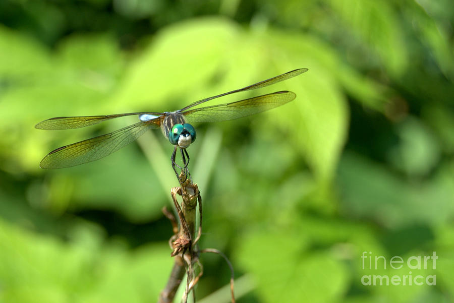 Dragonfly Love Photograph by Eunice Miller