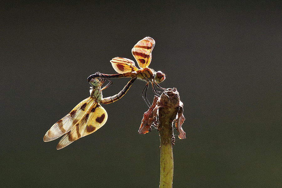 Insects Photograph - Dragonfly Love by Janet Chung