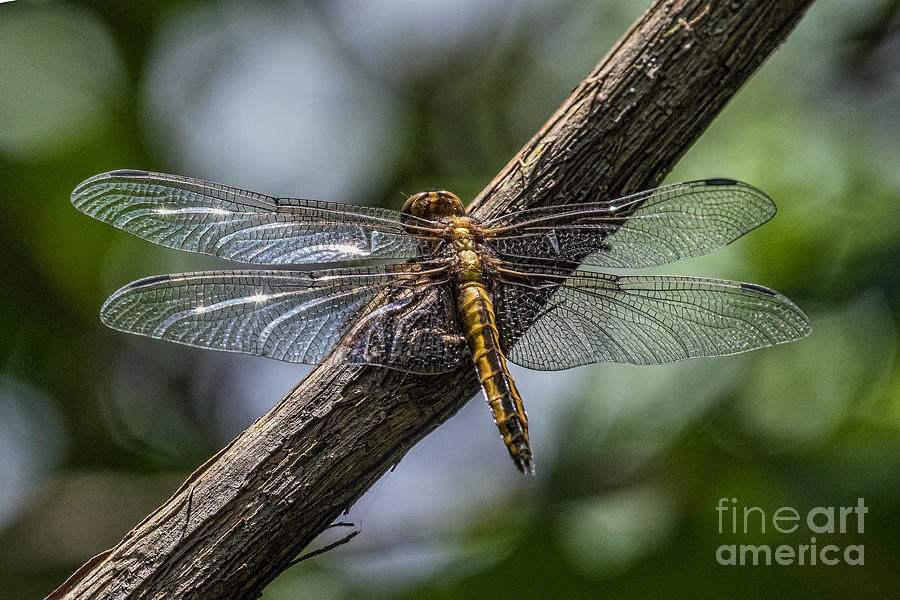 Insects Photograph - Dragonfly Macro by Darleen Stry