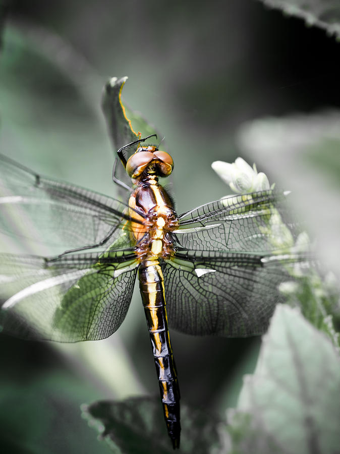 Dragonfly Macro Photograph by Jim DeLillo