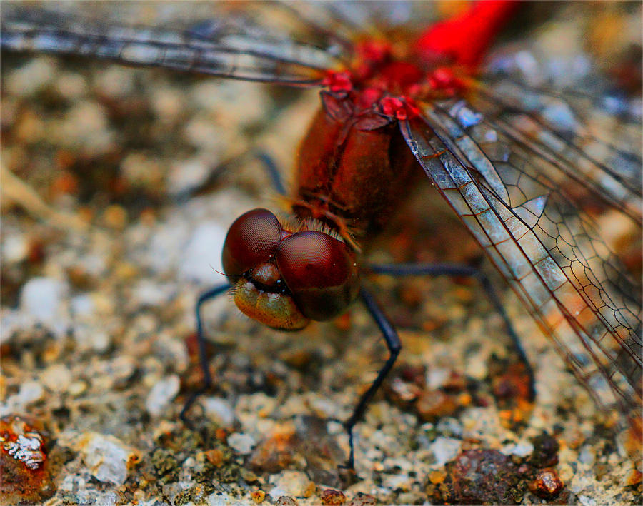 Insects Photograph - Dragonfly Macro by Lilia S