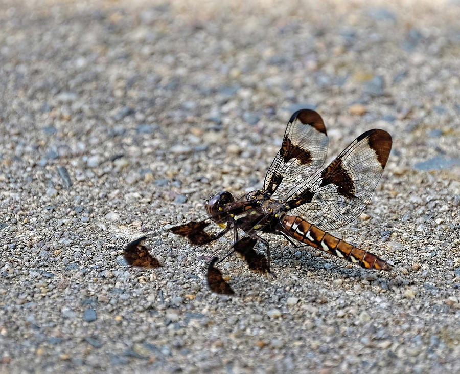 Dragonfly macro Photograph by Ronda Ryan