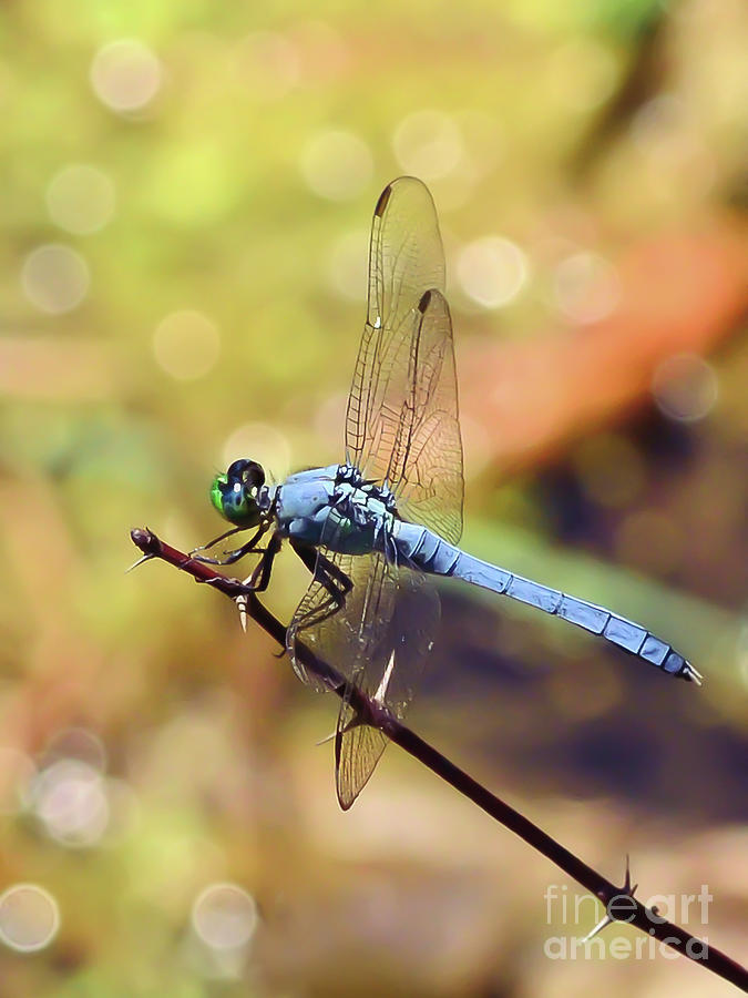 Dragonfly Magic Photograph by Kerri Farley