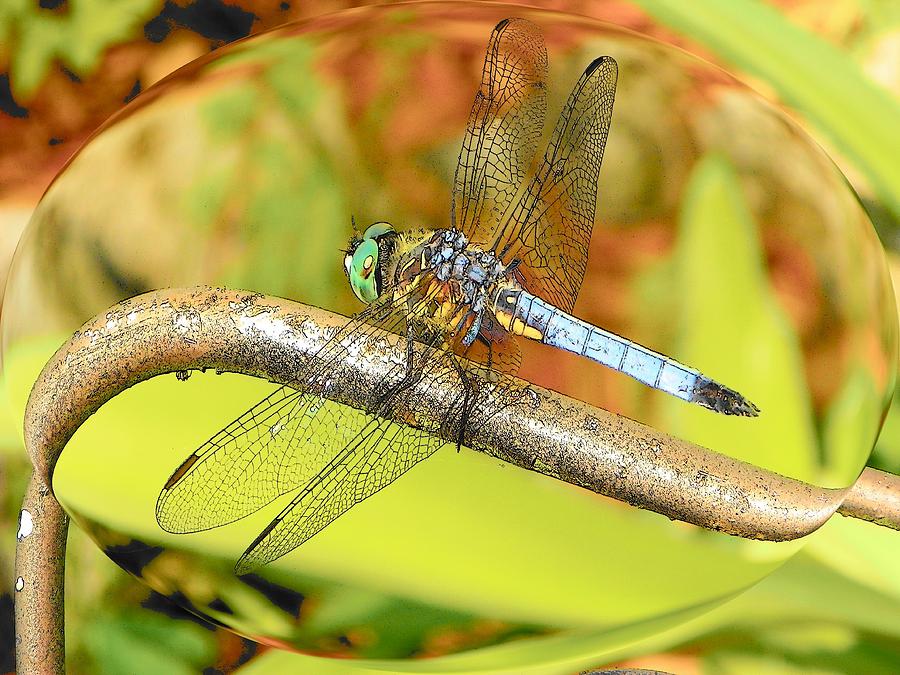 Dragonfly Magnify Photograph by Sheri McLeroy