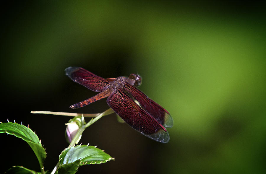 Nature Photograph - Dragonfly Malaysia by Jamie Cain