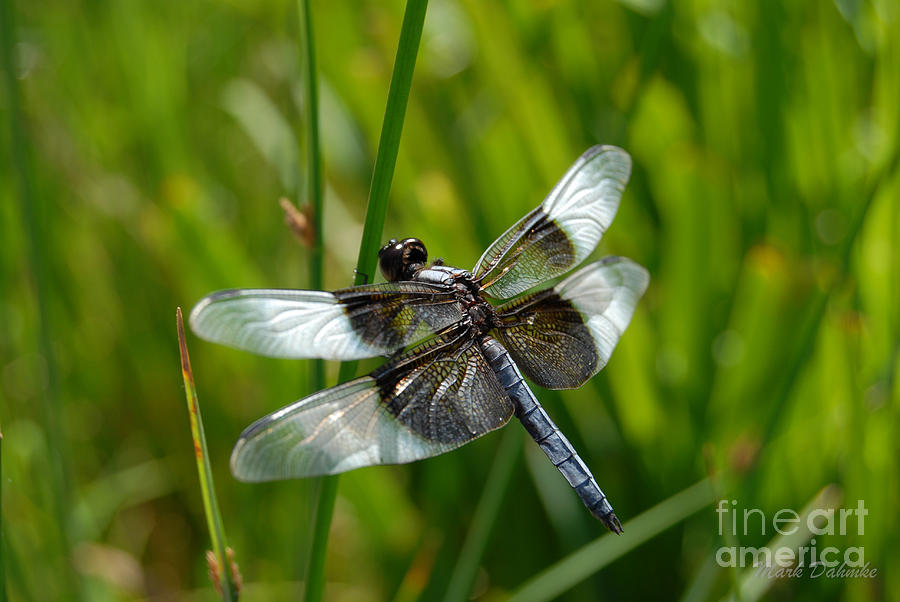 Dragonfly Photograph by Mark Dahmke