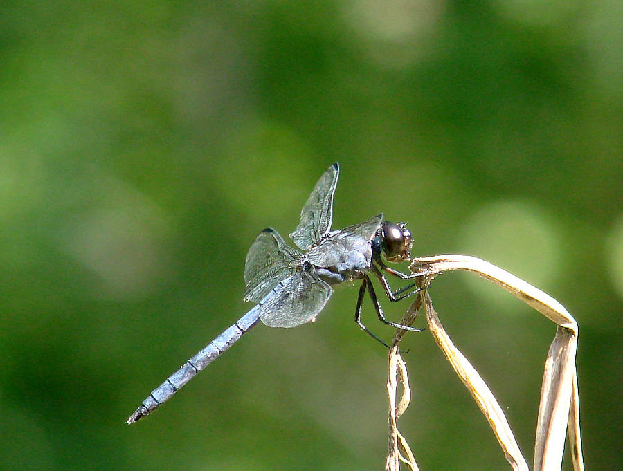 Dragonfly Photograph by Mary Halpin