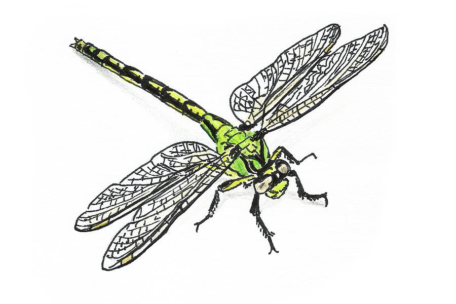 Nature Painting - Dragonfly by Masha Batkova