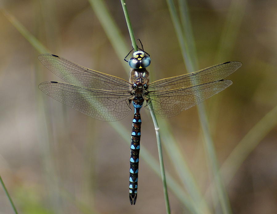 Dragonfly Meditating Photograph by Ben Upham III