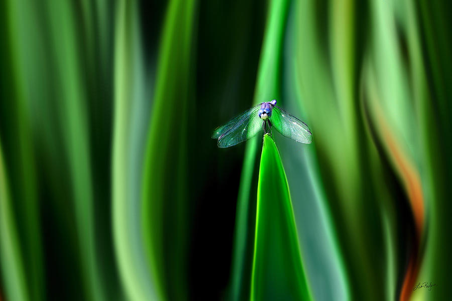 Dragonfly Meditation Digital Art by Lisa Redfern