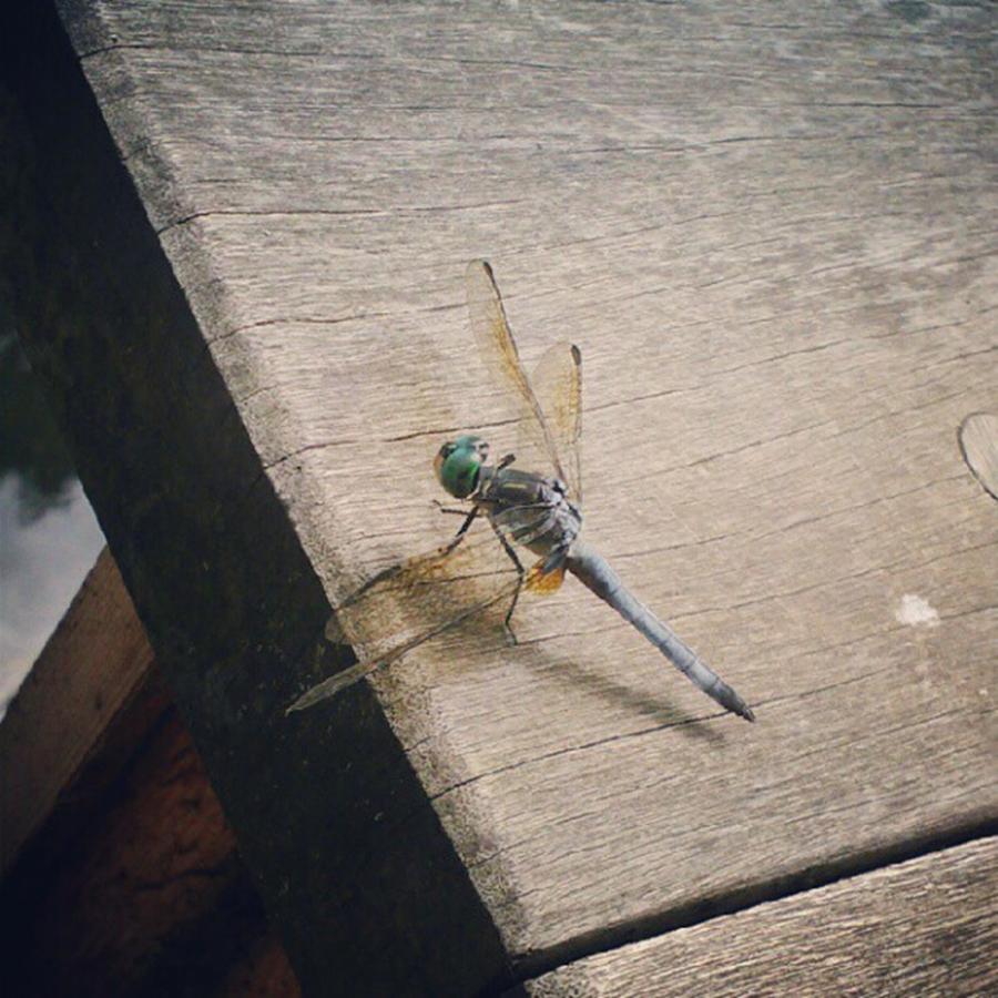 Dragonfly Photograph - #dragonfly by Melanie Conway