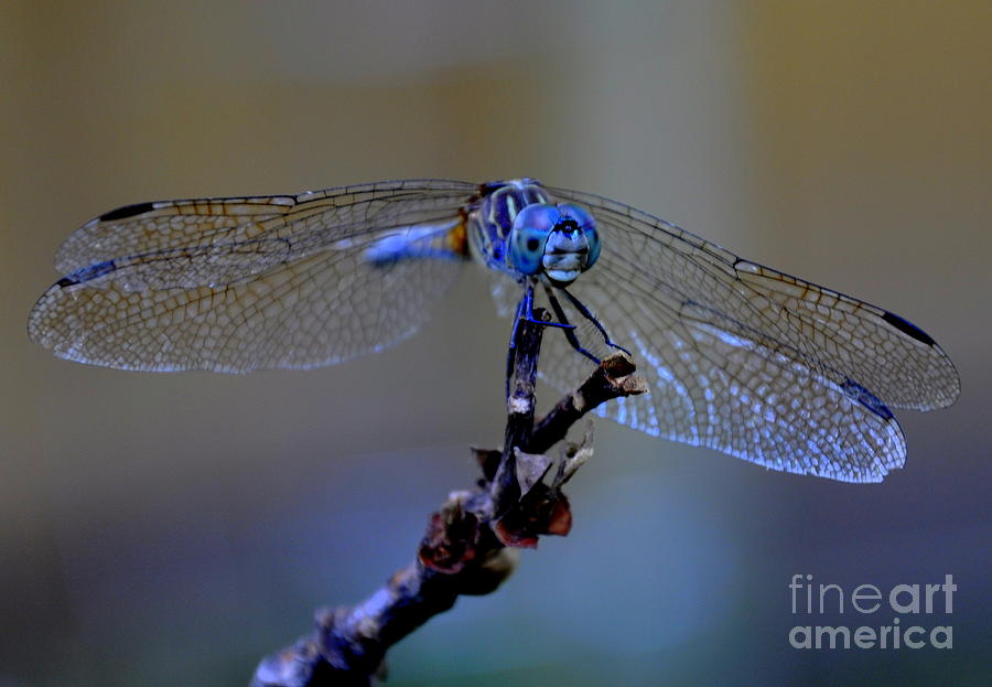 Nature Photograph - Dragonfly  by Misty Achenbach