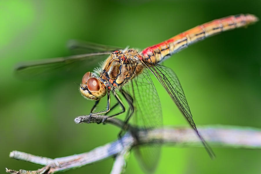 Dragonfly Photograph by Nadia Sanowar