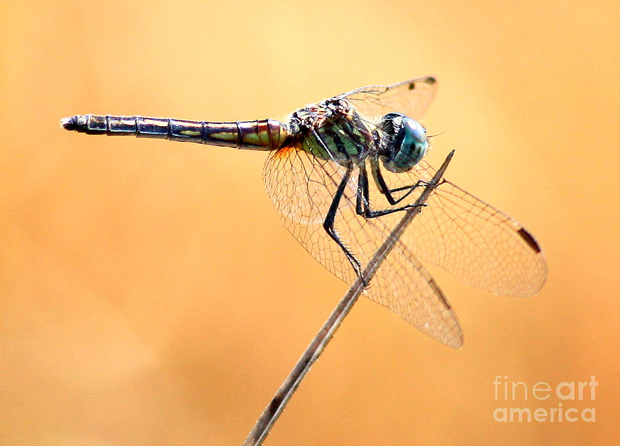 Dragonfly Needlepoint Photograph by Carol Groenen