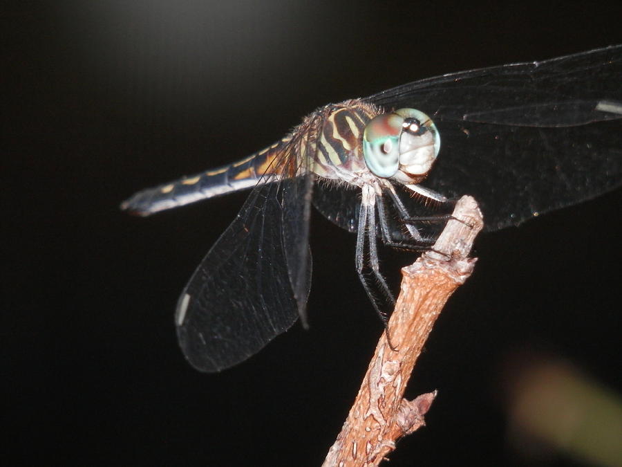 Dragonfly Night Flier Photograph by Belinda Lee
