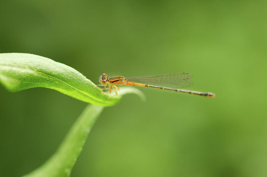 Dragonfly by Nikki Watson McInnes Dragonfly by Nikki Watson McInnes