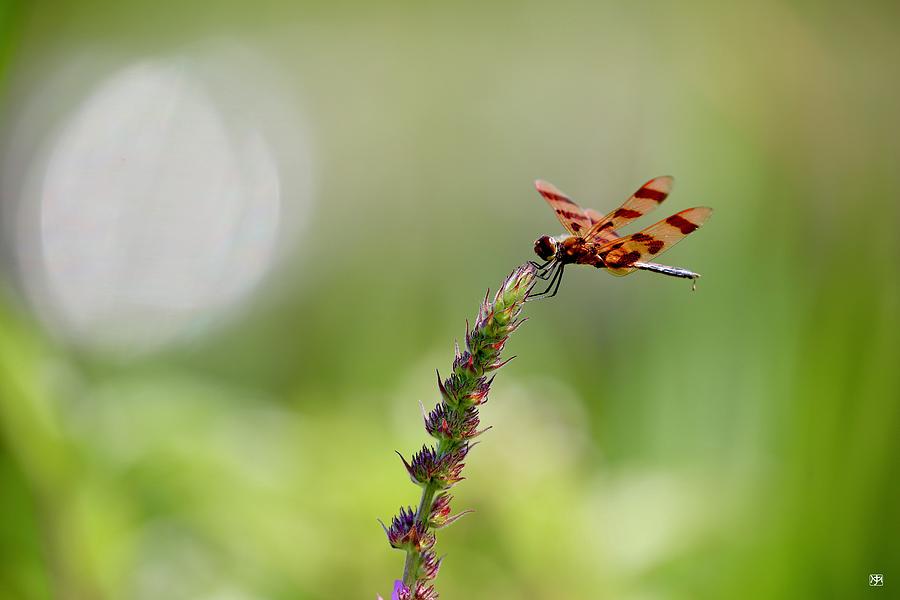 Dragonfly Photograph by John Meader