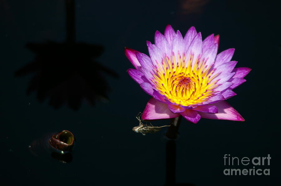 Dragonfly Nymph and Purple Lotus Waterlily Photograph by Jackie Irwin