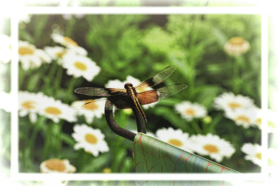 Widow Skimmer Dragonfly in the Garden  Photograph by Ola Allen