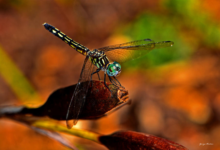 Dragonfly On A Flower Pod 002 Photograph by George Bostian