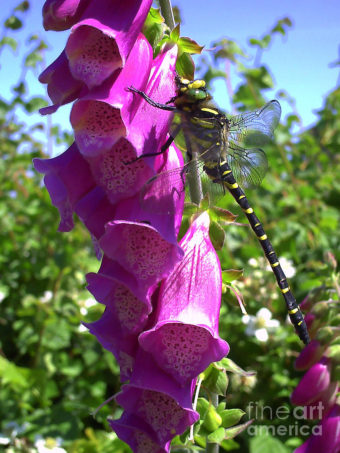 Closeup Photograph - Dragonfly on a Foxglove  by Pete Moyes