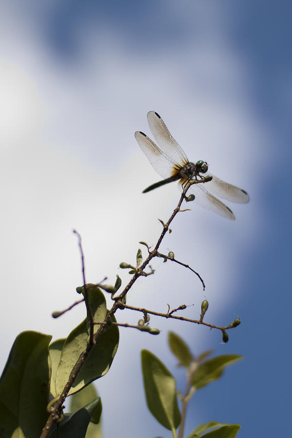 Insects Photograph - Dragonfly On A Limb by Dustin K Ryan