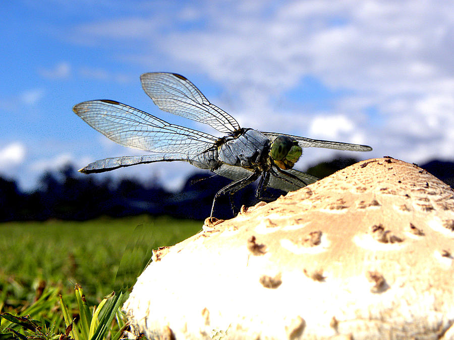 Dragonfly on a mushroom 000 Photograph by Christopher Mercer