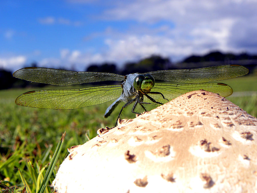 Dragonfly on a mushroom Photograph by Christopher Mercer