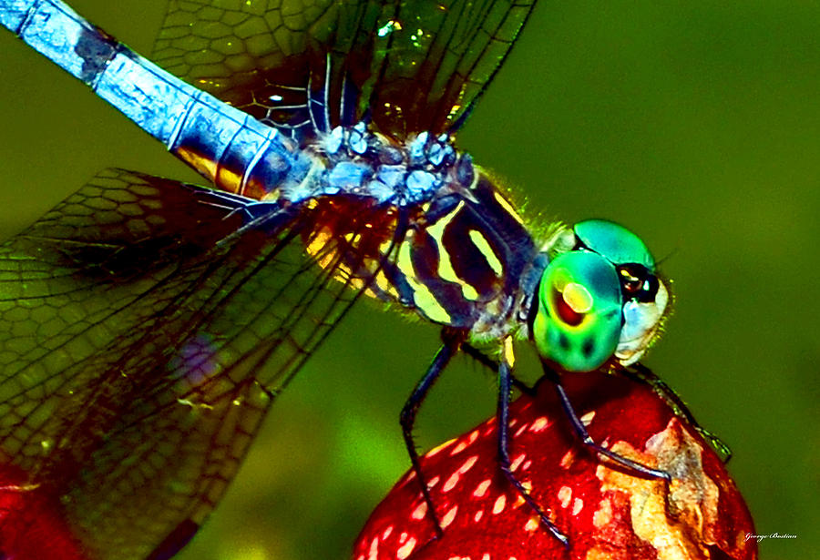 Dragonfly On A Pitcher Plant 007 Photograph by George Bostian