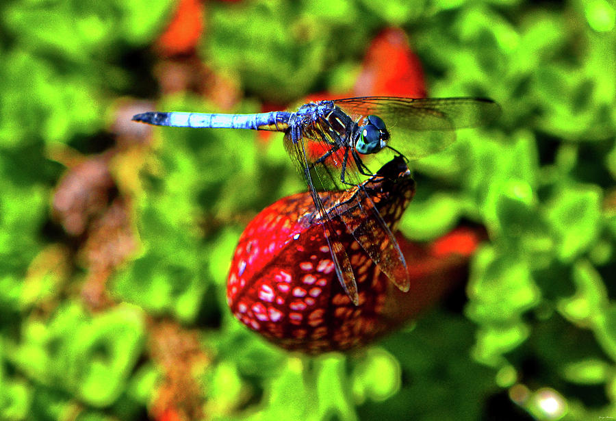 Dragonfly On A Pitcher Plant 011 Photograph by George Bostian