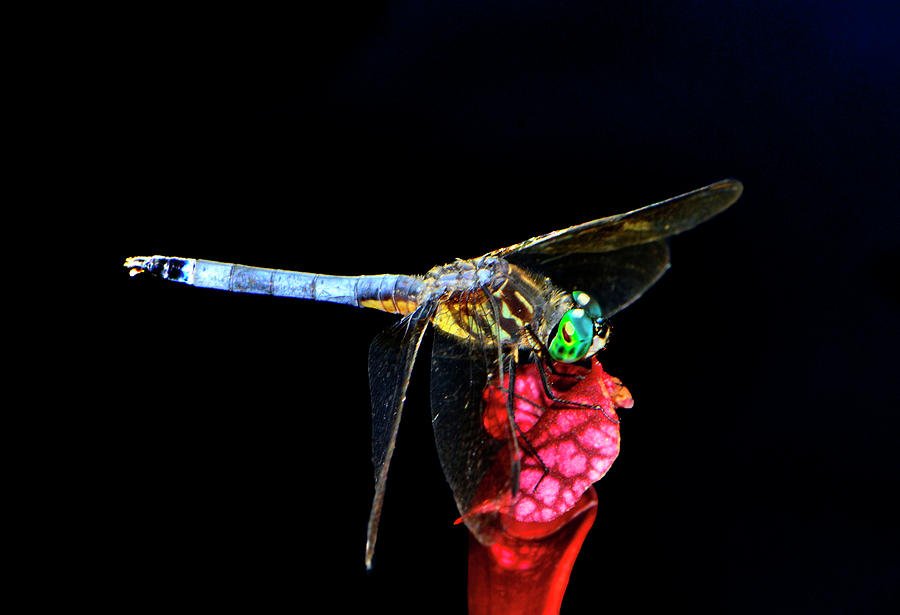 Dragonfly On A Pitcher Plant 034 Photograph by George Bostian