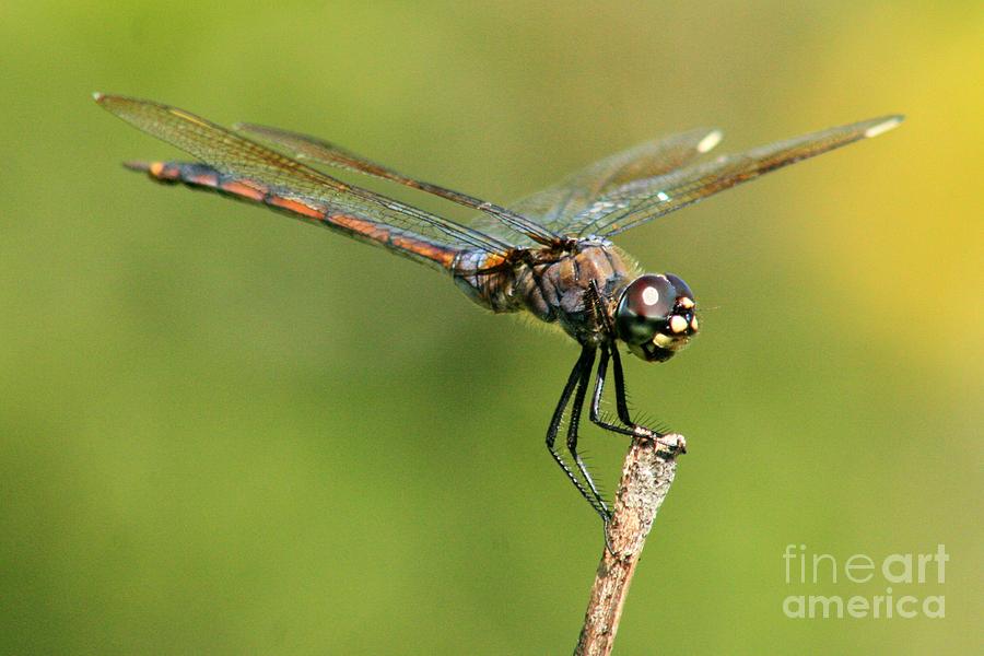Dragonfly on a Stick Photograph by Robert Wilder Jr