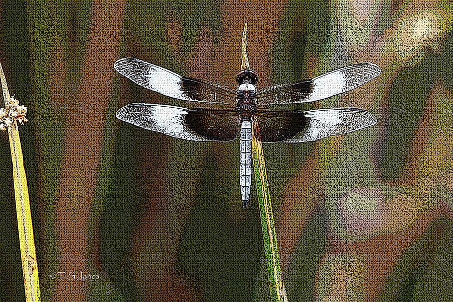Dragonfly On A Stick Photograph by Tom Janca