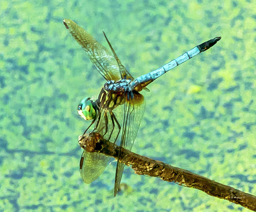 Dragonfly On A Twig Photograph by Brian Wallace